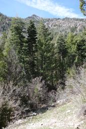 Williams peak above the lush forest in john williams canyon [sat may 5 10:53:20 mdt 2018]